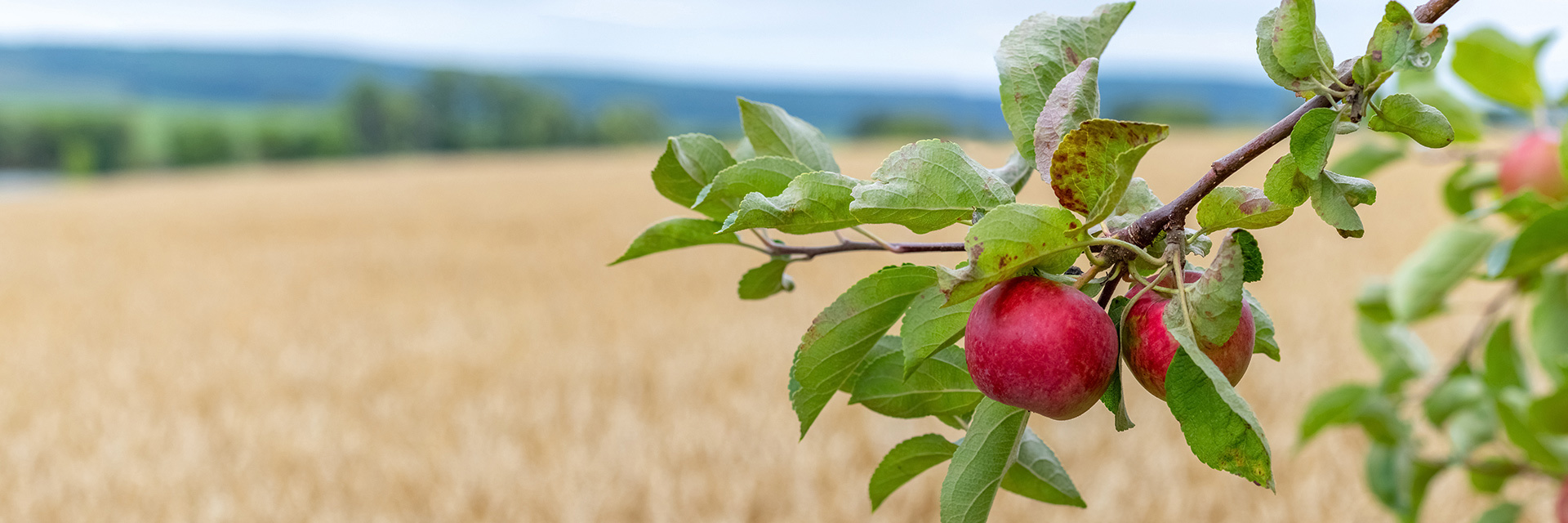Äpfel auf einem Ast vor einem Feld mit reifem Getreide