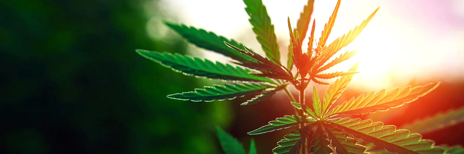Eine Cannabispflanze mit dem Sonnenaufgang im Hintergrund