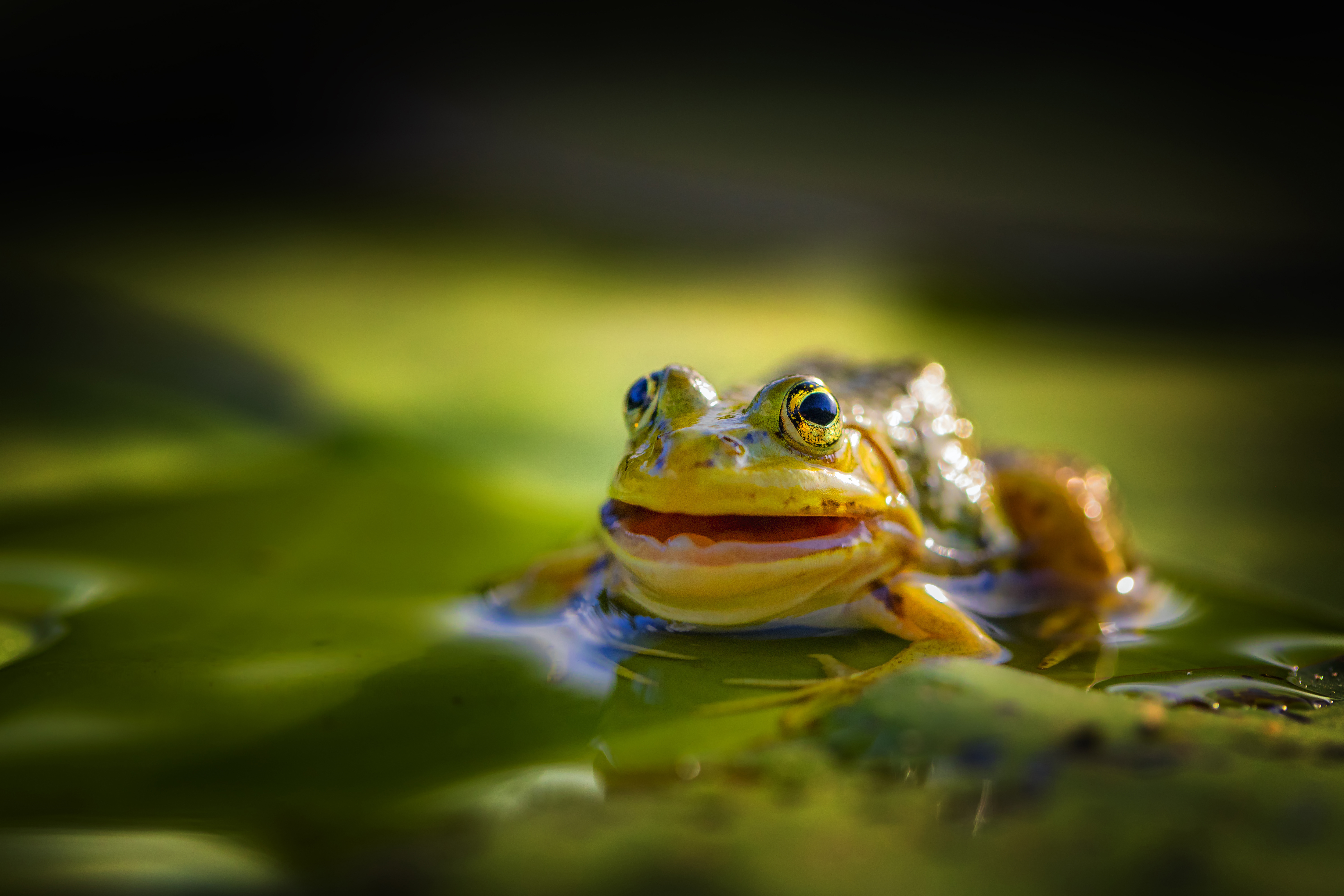 A frog sits in water with an open mouth