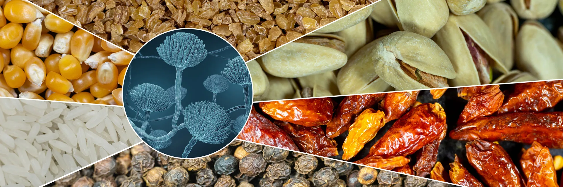 A collage showing foods (corn, wheat, nuts, chili peppers, black pepper, rice) often contaminated with mycotoxins
